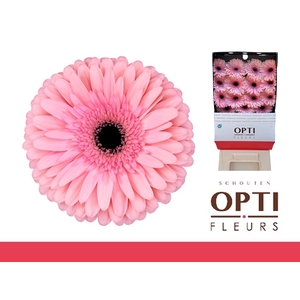 GE GR ESTRELLA-Diamond