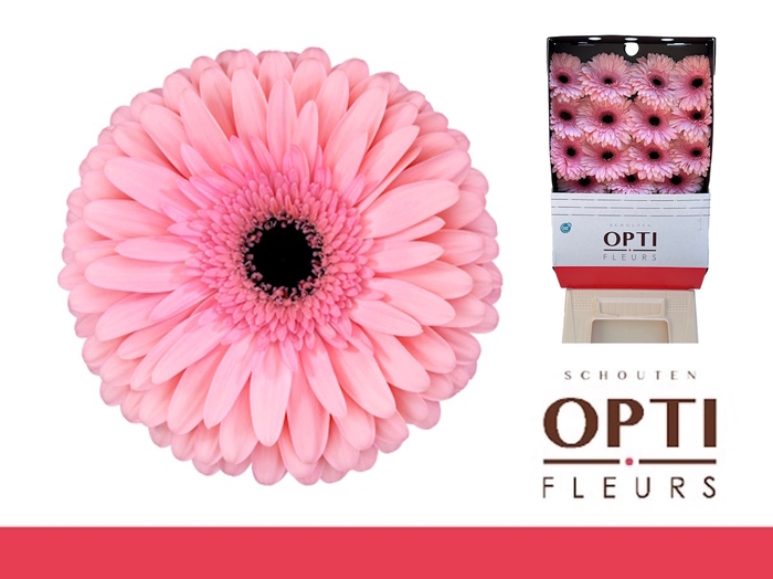 <h4>Gerbera Estrella Diamond</h4>