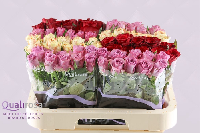 <h4>R Gr Qualirosa Suprise Mix -in box</h4>