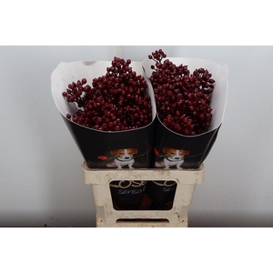 Rosa Bottel Wx Bordeaux Fijn