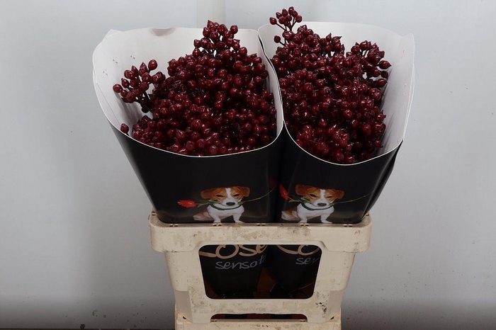 <h4>Rosa Bottel Wx Bordeaux Fijn</h4>