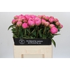 Paeonia Jacorma