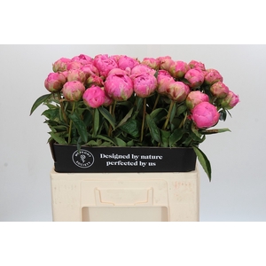Paeonia Jacorma