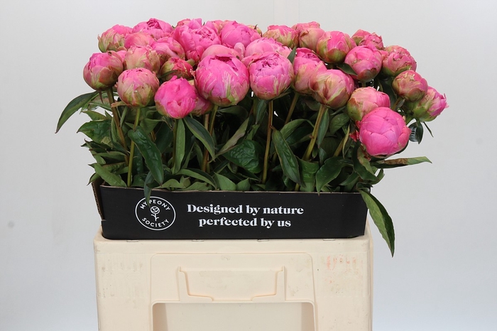 Paeonia Jacorma