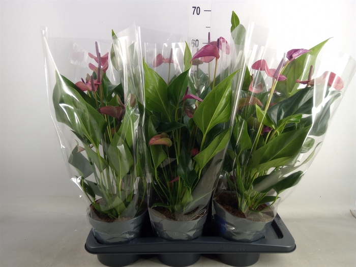 <h4>Anthurium andr. 'Pure Purple'</h4>