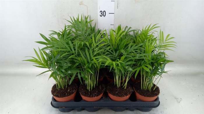 <h4>Chamaedorea elegans</h4>