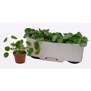 PILEA PEPEROMIOIDES