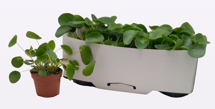 <h4>PILEA PEPEROMIOIDES</h4>