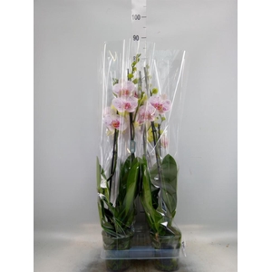 Phalaenopsis  'Bohemian Goya'
