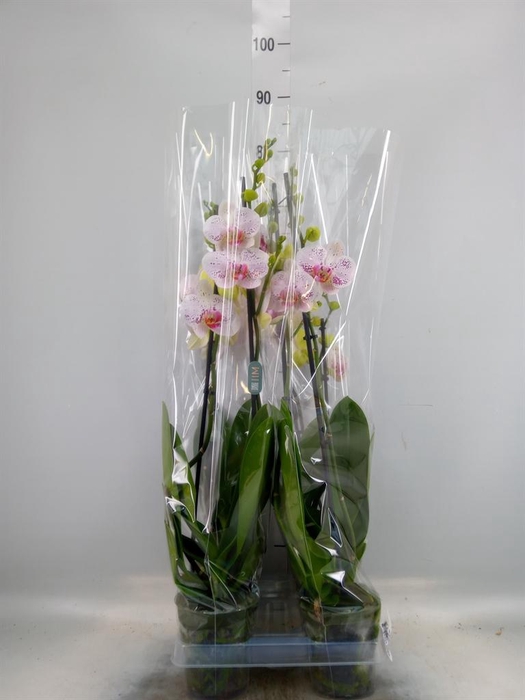 <h4>Phalaenopsis  'Bohemian Goya'</h4>