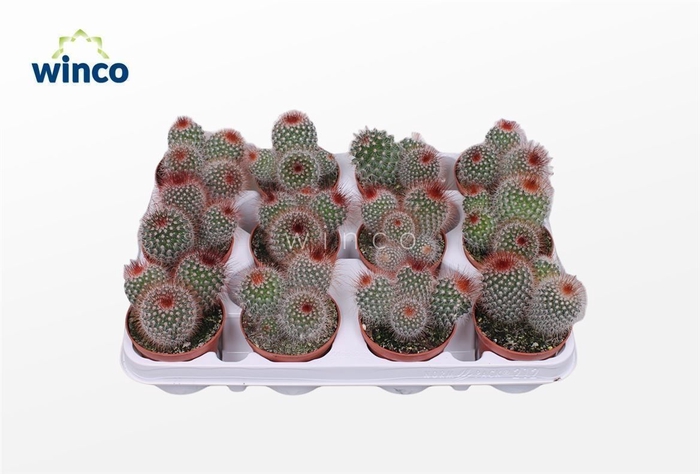 <h4>Mammillaria Spinosisima Group</h4>