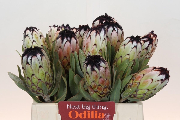 Protea Niobe