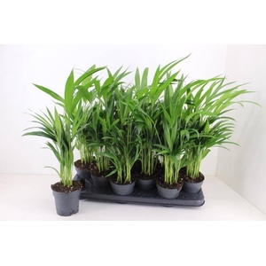 DYPSIS LUTESCENS