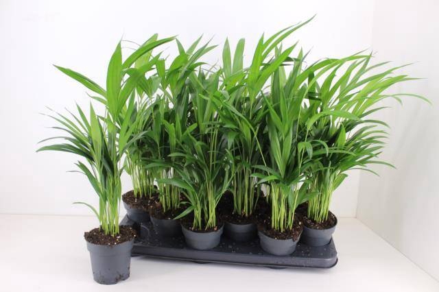 <h4>DYPSIS LUTESCENS</h4>