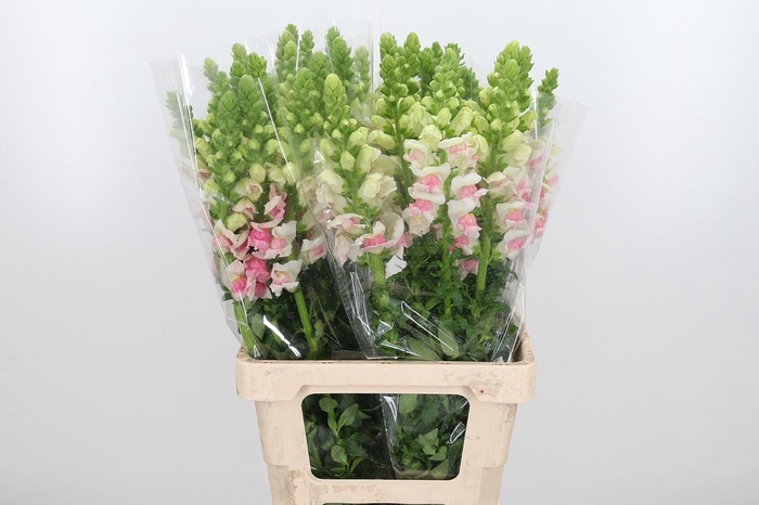 <h4>Antir Overt Plumblos</h4>