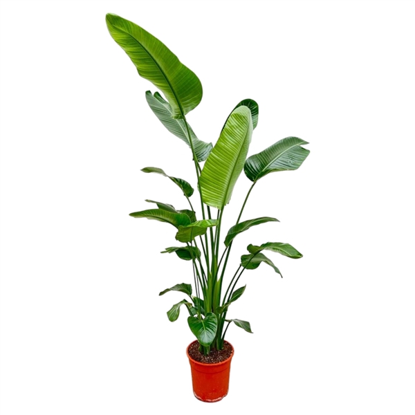 <h4>Strelitzia Nicolai - 190cm</h4>