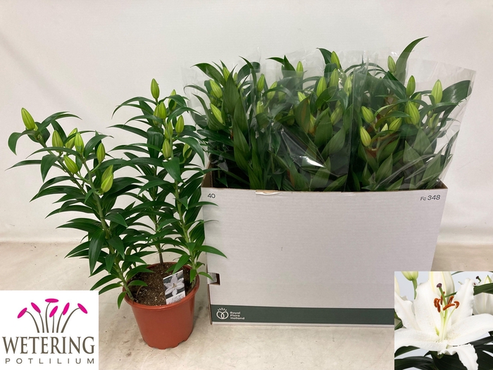 <h4>LIL OR SUN BAHAMAS</h4>