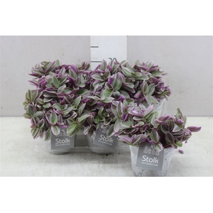 Tradescantia Sweetness White Wash Keramiek