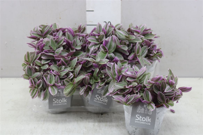 <h4>Tradescantia Sweetness White Wash Keramiek</h4>