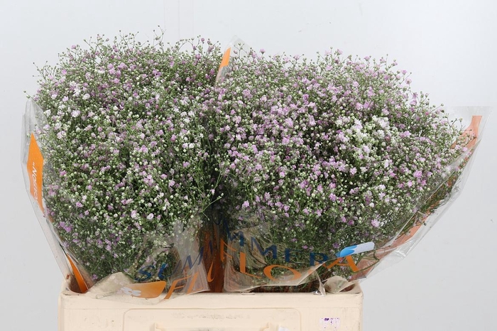 <h4>Gyps Pan My Pink</h4>