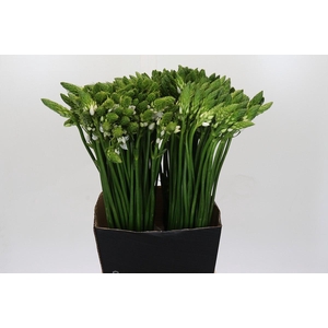 Ornithogalum Thyrsoides BIG WHITE