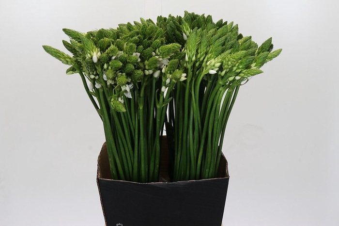 <h4>Ornithogalum Thyrsoides BIG WHITE</h4>