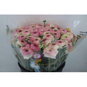 Ran Cloni Sup Felicidade