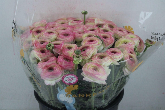 <h4>Ran Cloni Sup Felicidade</h4>