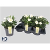 Hell Ni Advent Star 15 Bloemen+