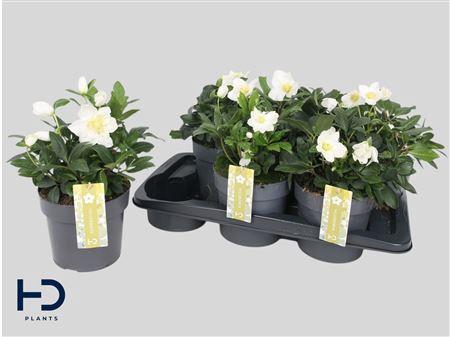Hell Ni Advent Star 15 Bloemen+