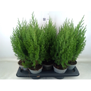 Juniperus chinensis 'Stricta'