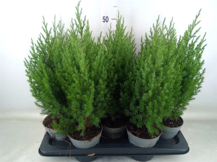 <h4>Juniperus chinensis 'Stricta'</h4>
