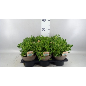 Crassula   ...