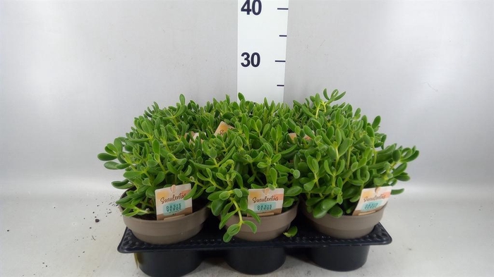 <h4>Crassula   ...</h4>