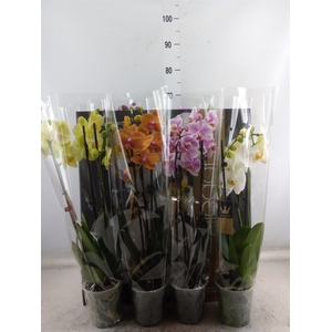 Phalaenopsis   ...mix  7