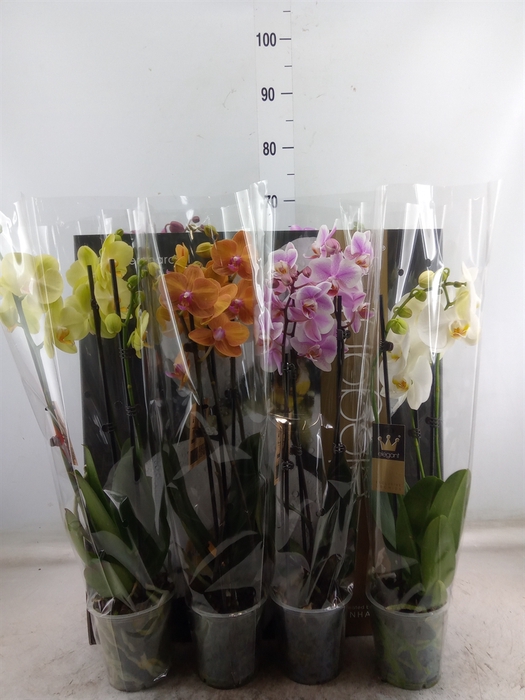 <h4>Phalaenopsis   ...mix  7</h4>
