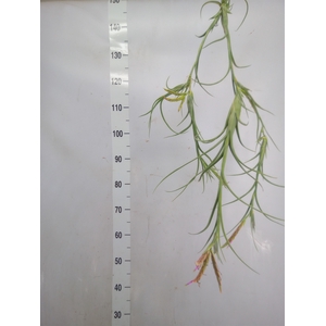 Tillandsia