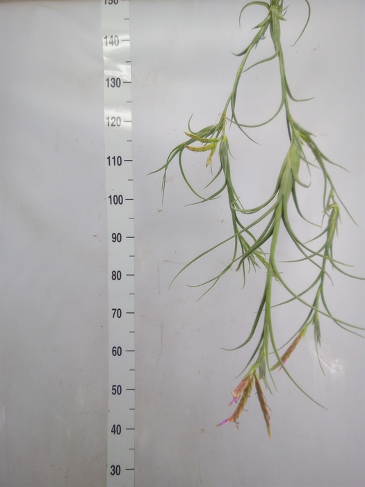 <h4>Tillandsia</h4>