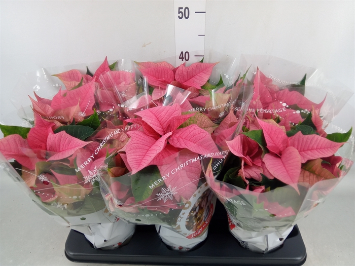 <h4>Euphorbia pulc. 'Christ Feel Pink'</h4>