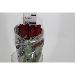 ROSA SAMOURAI 050 CM ESTUFA