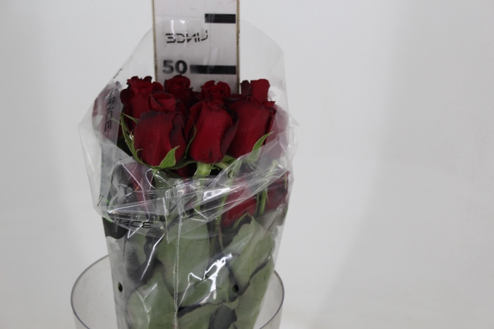 <h4>ROSA SAMOURAI 050 CM ESTUFA</h4>