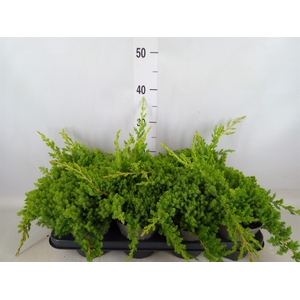 Juniperus procumbens 'Nana'