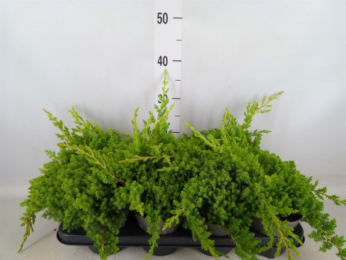 <h4>Juniperus procumbens 'Nana'</h4>