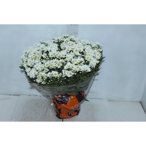 CRISANTEMO BOLA BELGA P20 BRANCO