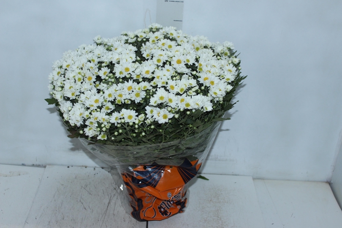 <h4>CRISANTEMO BOLA BELGA P20 BRANCO</h4>