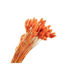 Phalaris Orange