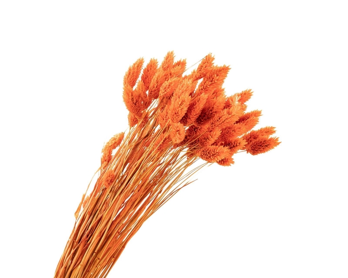 Phalaris Orange