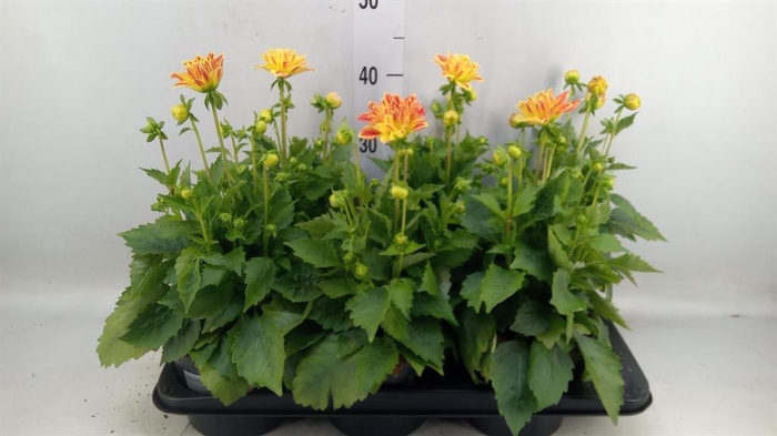 <h4>Dahlia  'Hypnotica Candy Corn'</h4>