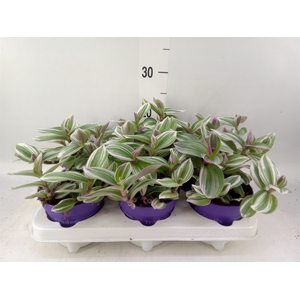 Tradescantia   ...
