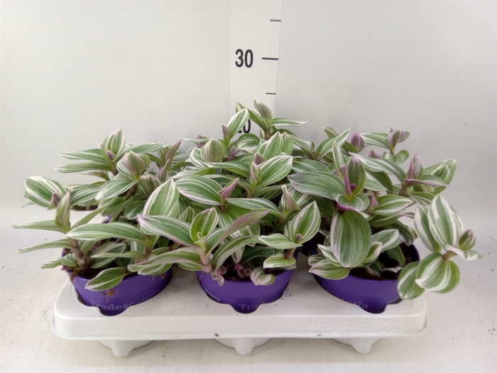 <h4>Tradescantia   ...</h4>